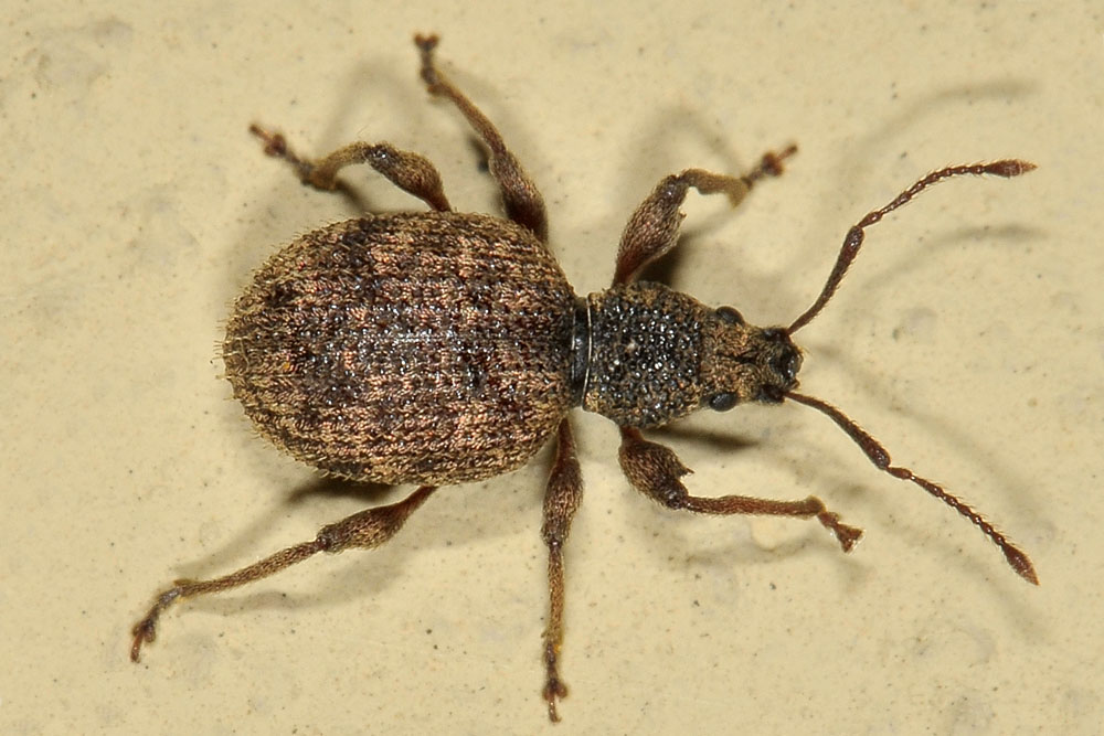 Otiorhynchus crataegi - Curculionidae